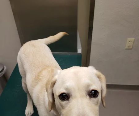 Warren Animal Hospital
