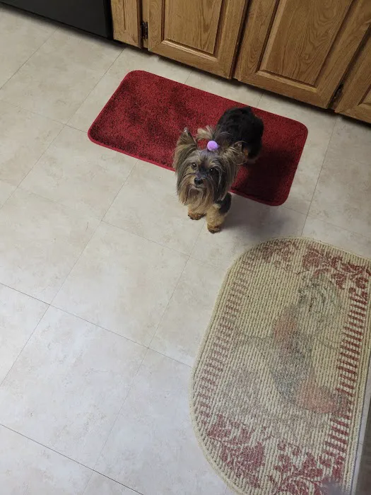 Pet Supplies Plus Yulee Picture 2