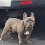 Harmony Animal Hospital: Epple W N DVM