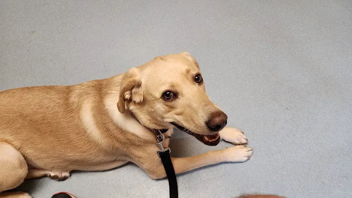 Harmony Animal Hospital: Epple W N DVM Picture 5