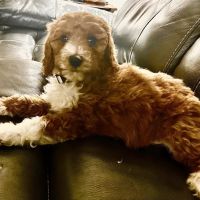 Pet Supermarket ico
