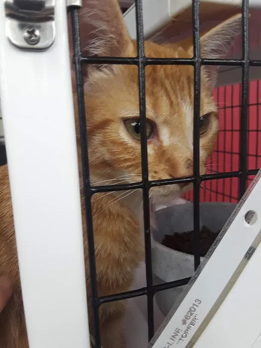 Pet Supermarket Picture 6