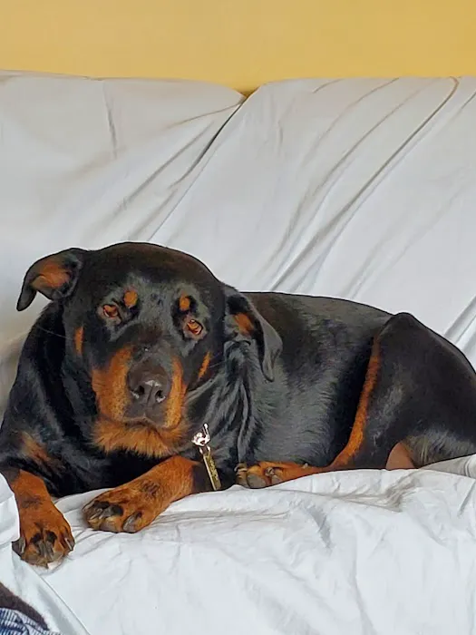 Canyon River Run Vet Clinic Picture 5