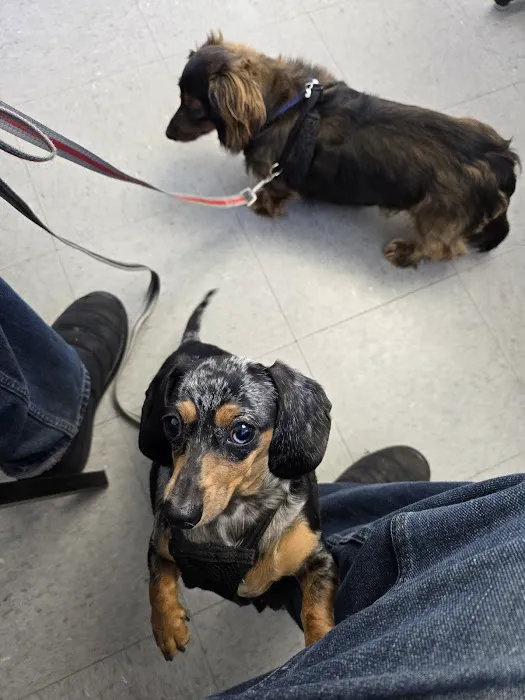 All4Paws Vet Clinic Picture 3