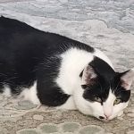 All4Paws Vet Clinic