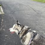 Spring Mills Veterinary Hospital