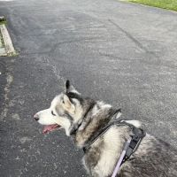 Spring Mills Veterinary Hospital ico