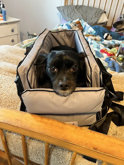 Spring Mills Veterinary Hospital Picture 5