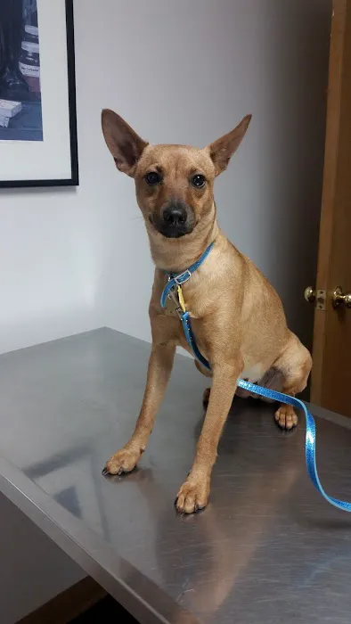 Spring Mills Veterinary Hospital Picture 7