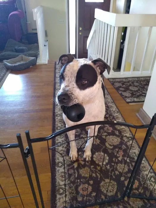 Spring Mills Veterinary Hospital Picture 8