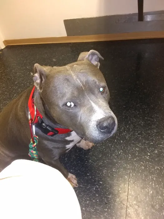 Spring Mills Veterinary Hospital Picture 10