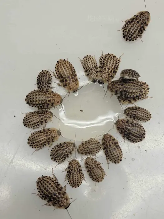 Luna Roaches Picture 1