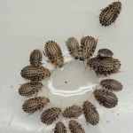 Luna Roaches