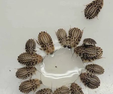 Luna Roaches
