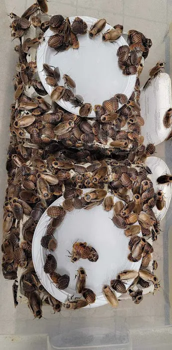 Luna Roaches Picture 4