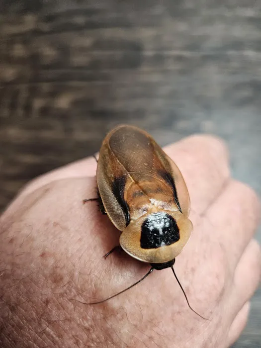 Luna Roaches Picture 6