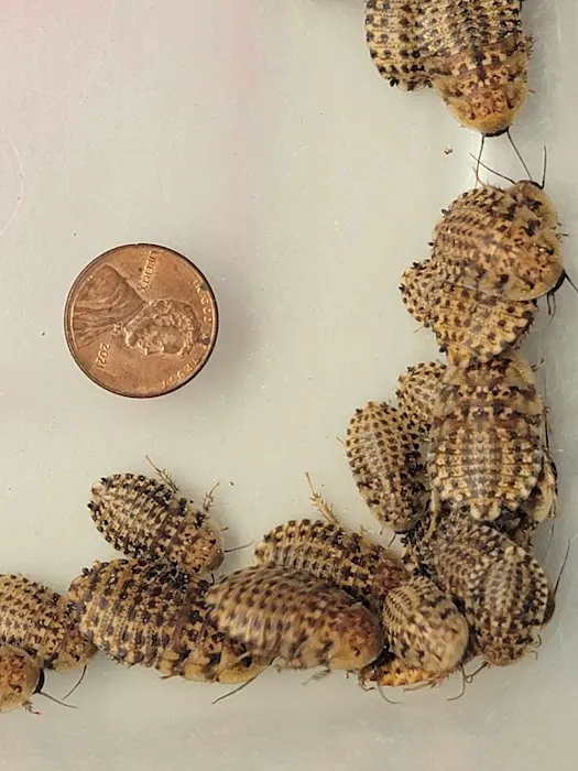 Luna Roaches Picture 7