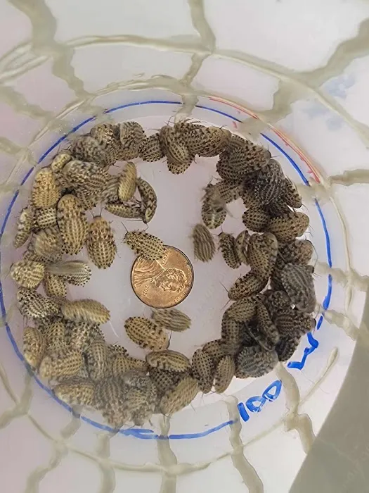 Luna Roaches Picture 9