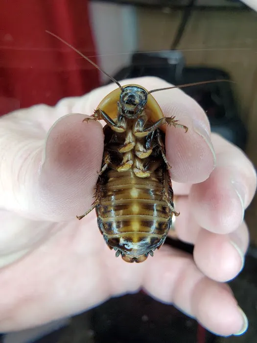 Luna Roaches Picture 10