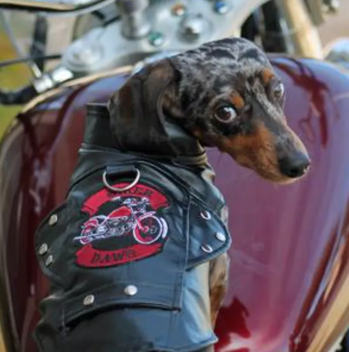 Dexters Pet Boutique Picture 3