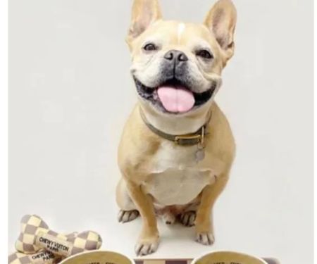 Dexters Pet Boutique