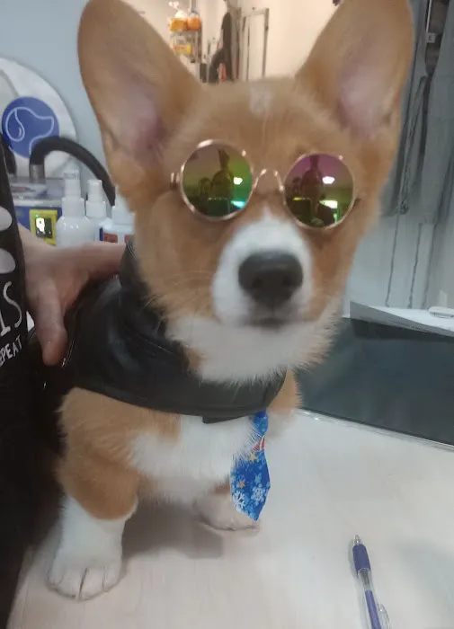 Dexters Pet Boutique Picture 8