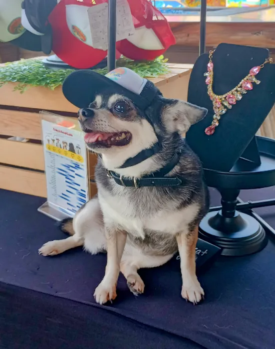 Dexters Pet Boutique Picture 6