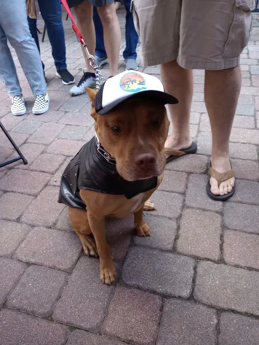 Dexters Pet Boutique Picture 10