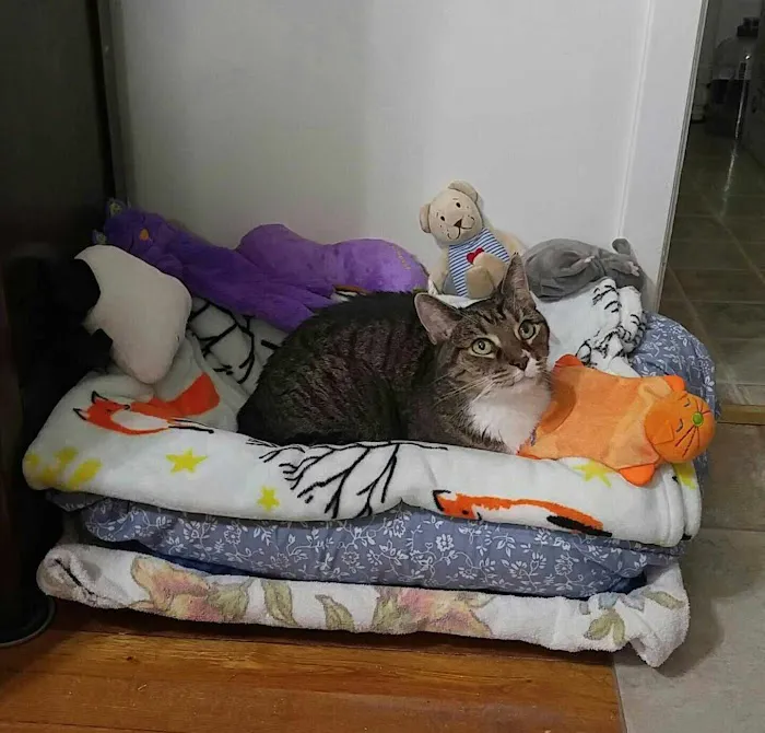 Alpha Veterinary Care Picture 1