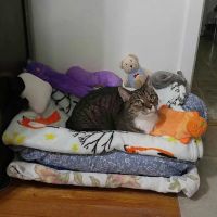 Alpha Veterinary Care ico