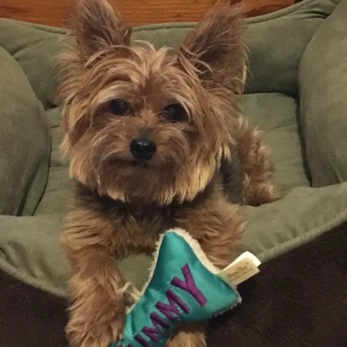 Alpha Veterinary Care Picture 4