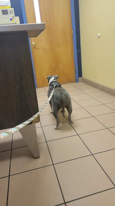 Alpha Veterinary Care Picture 3