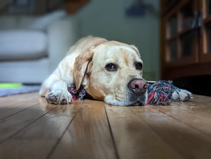 Alpha Veterinary Care Picture 6