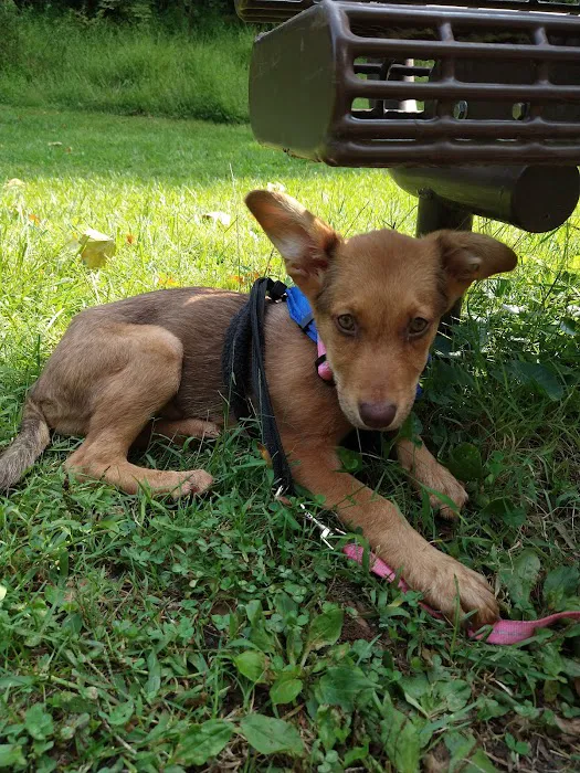 Alpha Veterinary Care Picture 9