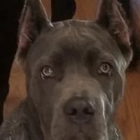 Phillipsburg Veterinary Clinic ico