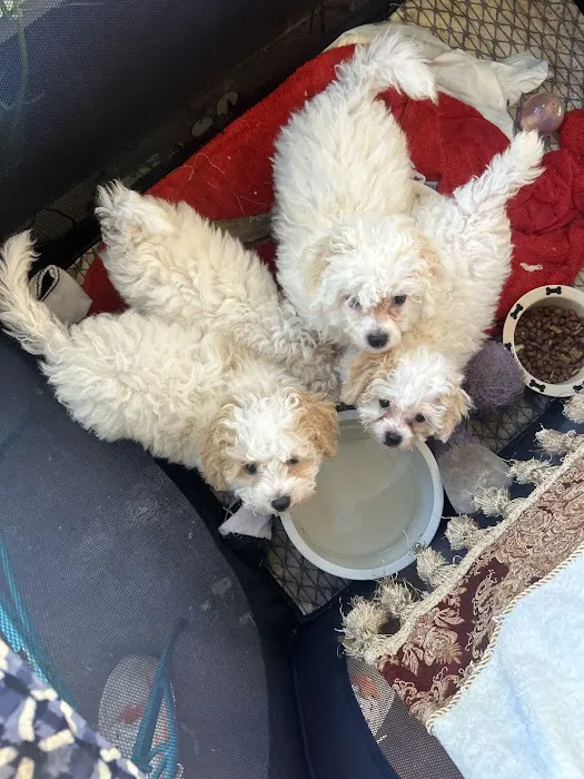 Poochons by PODpalka Picture 1