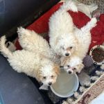 Poochons by PODpalka