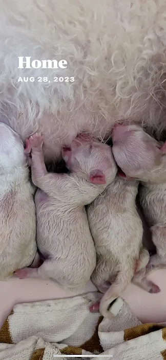 Poochons by PODpalka Picture 3