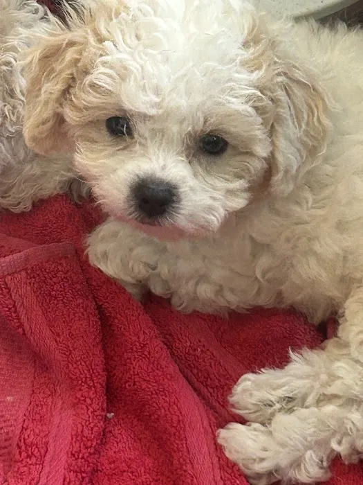 Poochons by PODpalka Picture 2