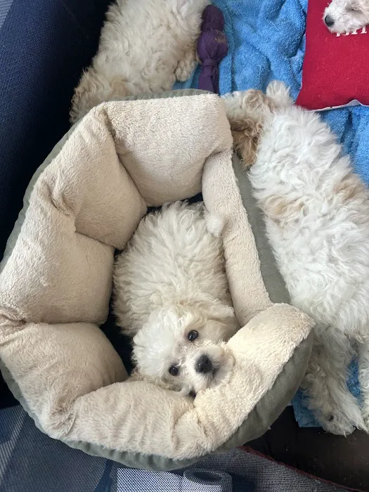 Poochons by PODpalka Picture 5