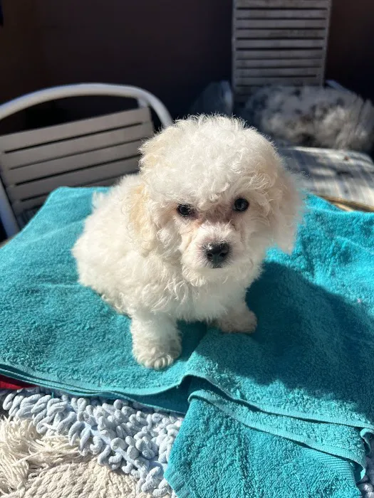 Poochons by PODpalka Picture 7