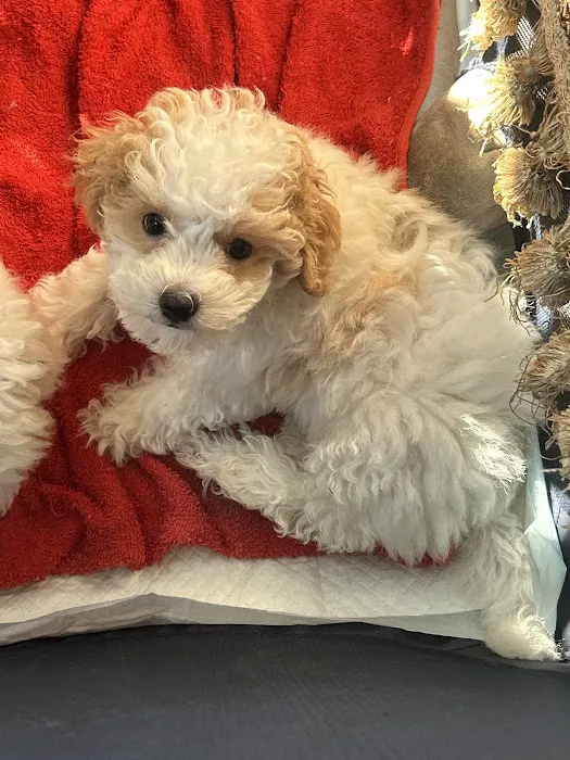 Poochons by PODpalka Picture 8