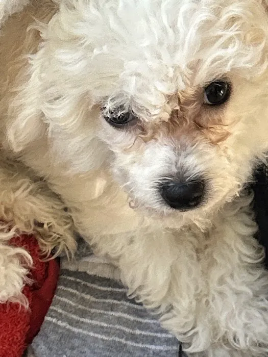 Poochons by PODpalka Picture 6