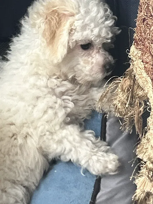 Poochons by PODpalka Picture 9