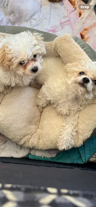 Poochons by PODpalka Picture 10