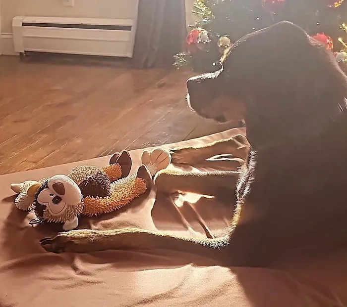 Stevenson Bonnie DVM Picture 1