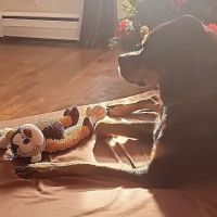 Stevenson Bonnie DVM ico