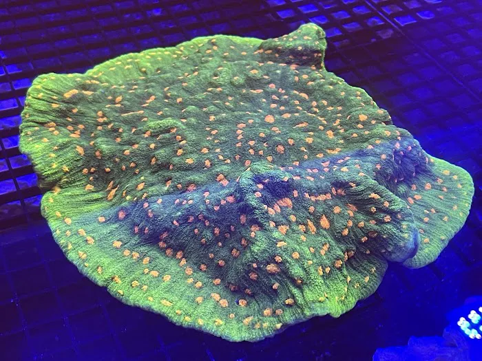 Reefez Aquarium Picture 9