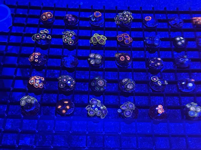 Reefez Aquarium Picture 7