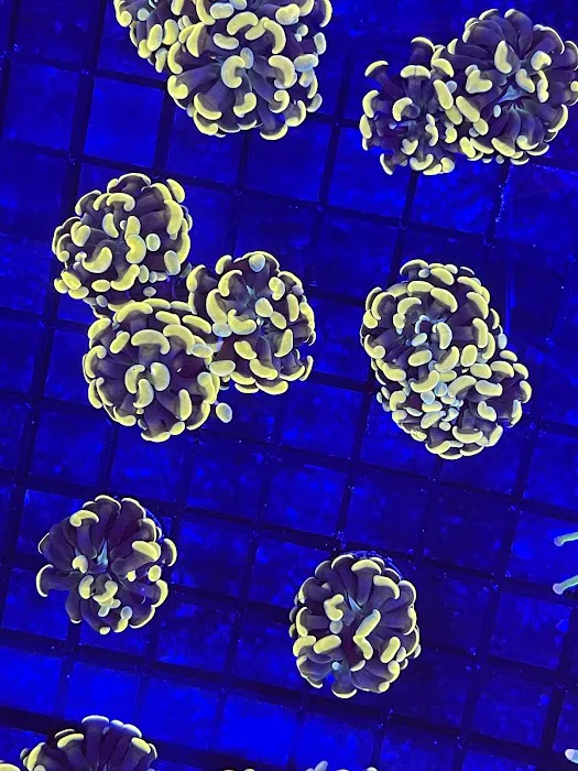 Reefez Aquarium Picture 10